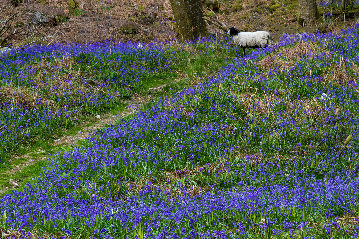 Bluebells